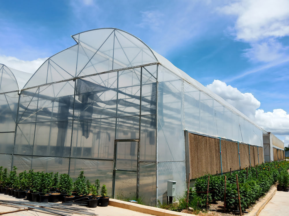 Filme para estufa melhora a eficiência da produção agrícola